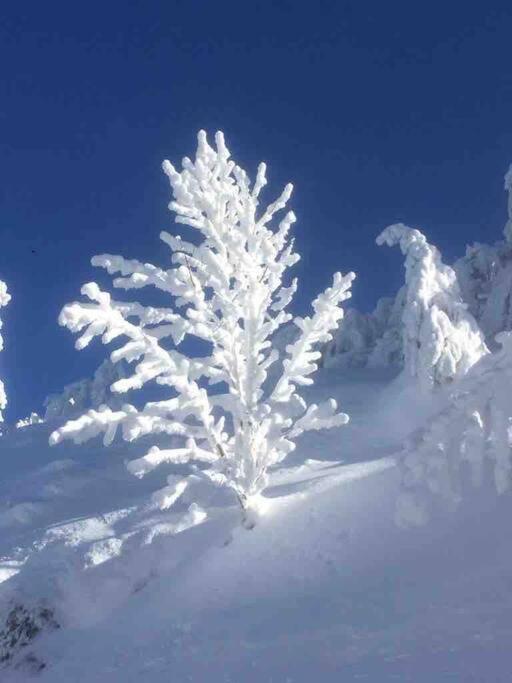 Cosy Lisiere De Foret Xonrupt-Longemer